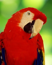 Scarlet Macaw Parrot wallpaper 176x220