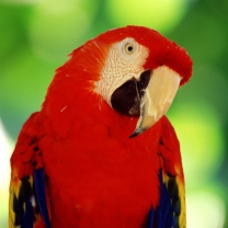 Fondo de pantalla Scarlet Macaw Parrot 208x208
