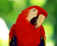 Обои Scarlet Macaw Parrot 220x176