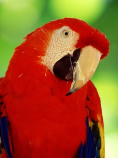 Das Scarlet Macaw Parrot Wallpaper 240x320