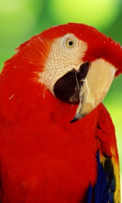Das Scarlet Macaw Parrot Wallpaper 240x400