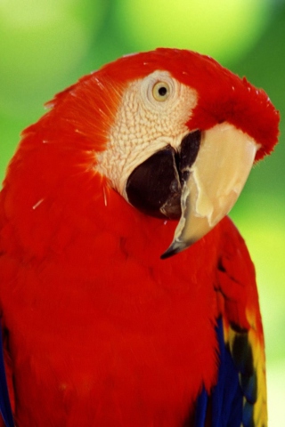 Fondo de pantalla Scarlet Macaw Parrot 320x480