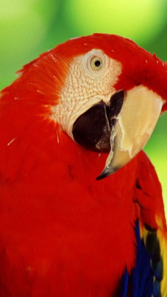 Scarlet Macaw Parrot wallpaper 640x1136