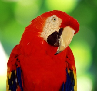 Kostenloses Scarlet Macaw Parrot Wallpaper für iPad