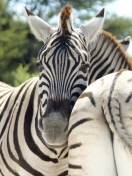 Sfondi Zebra 132x176