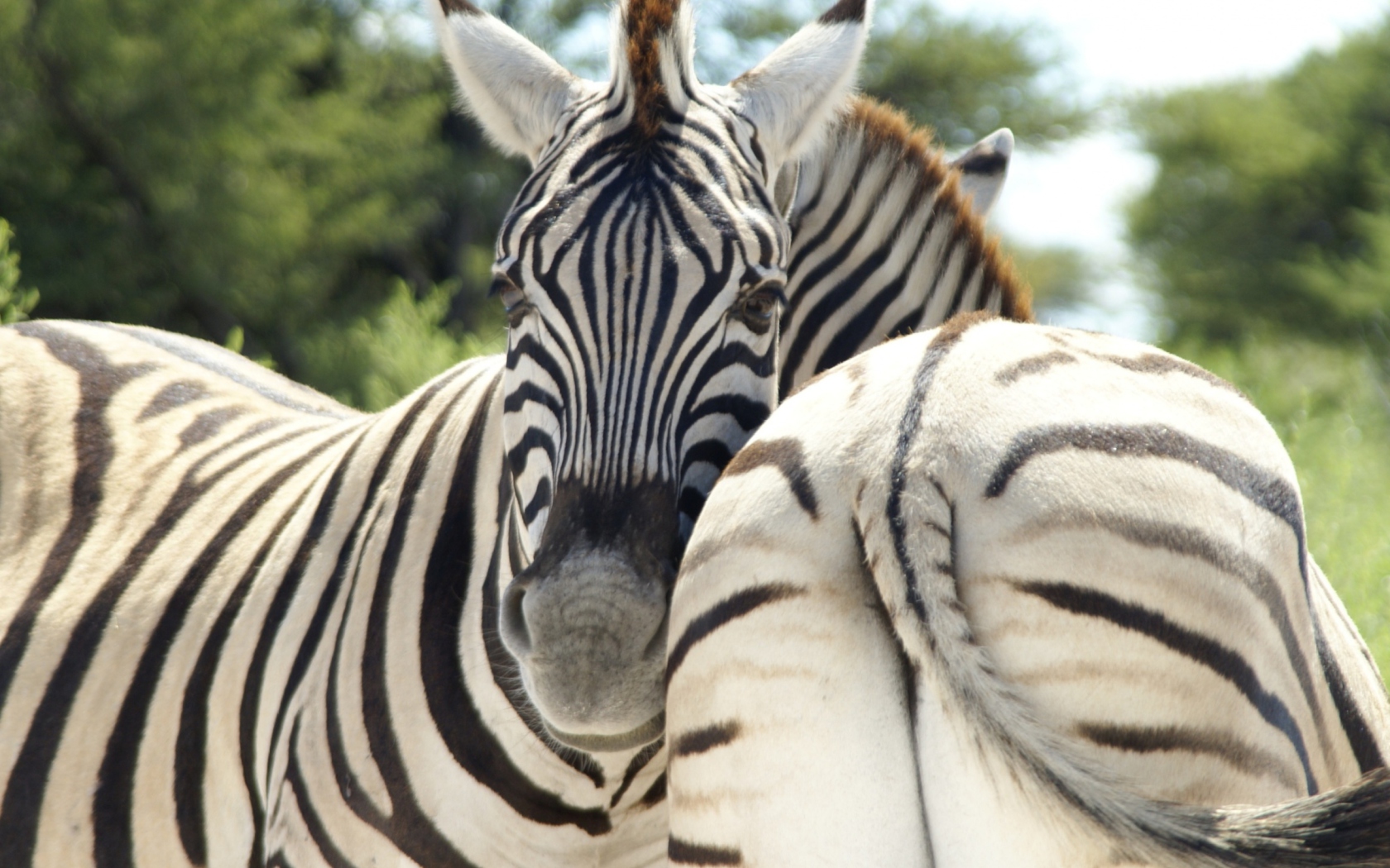 Sfondi Zebra 1680x1050