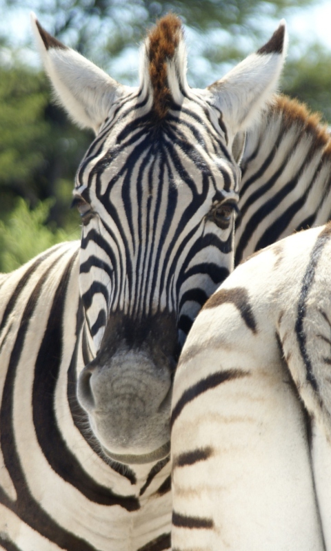 Das Zebra Wallpaper 480x800