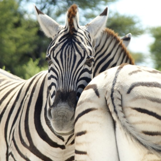 Zebra sfondi gratuiti per iPad mini