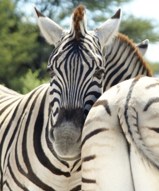 Zebra sfondi gratuiti per Palm Pre 2