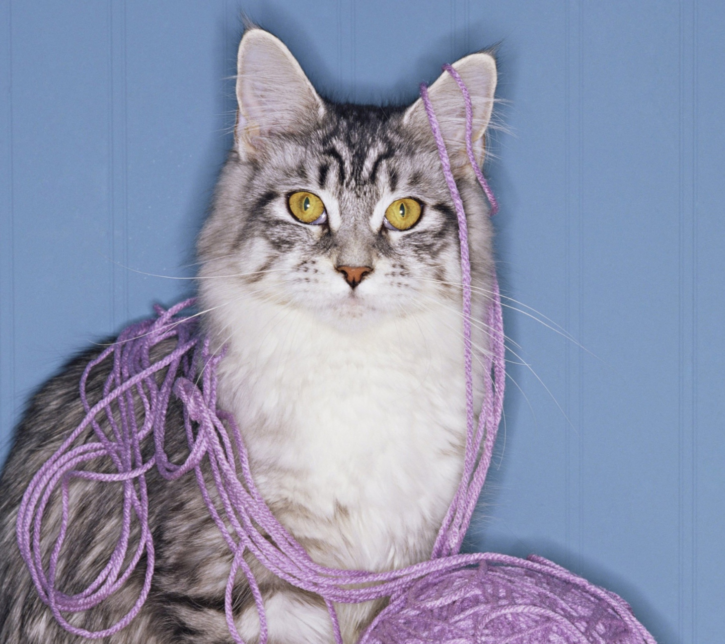 Sfondi Threads Tangled Cat 1440x1280
