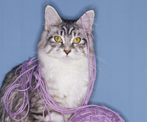 Sfondi Threads Tangled Cat 480x400
