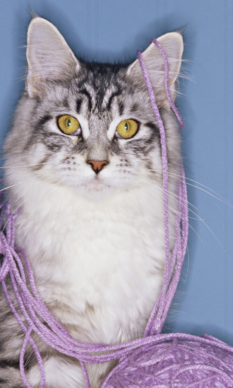 Threads Tangled Cat wallpaper 480x800