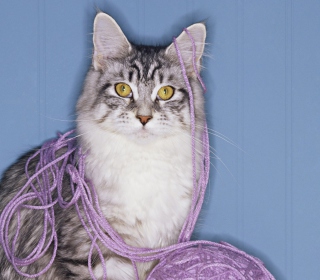 Threads Tangled Cat - Obrázkek zdarma pro Samsung Breeze B209