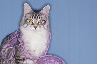 Threads Tangled Cat Wallpaper for Android, iPhone and iPad