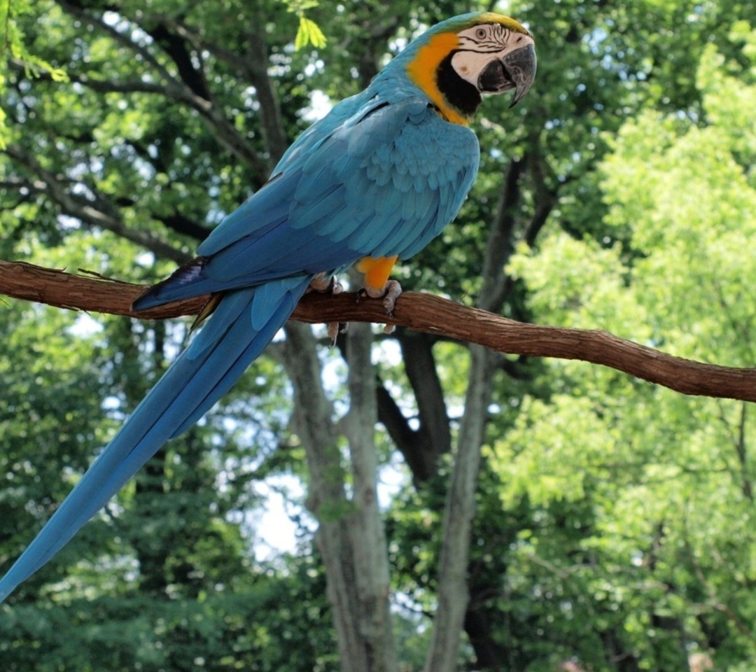 Sfondi Macaw 1080x960
