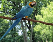 Sfondi Macaw 220x176