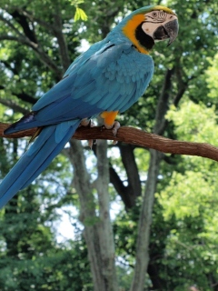 Macaw screenshot #1 240x320