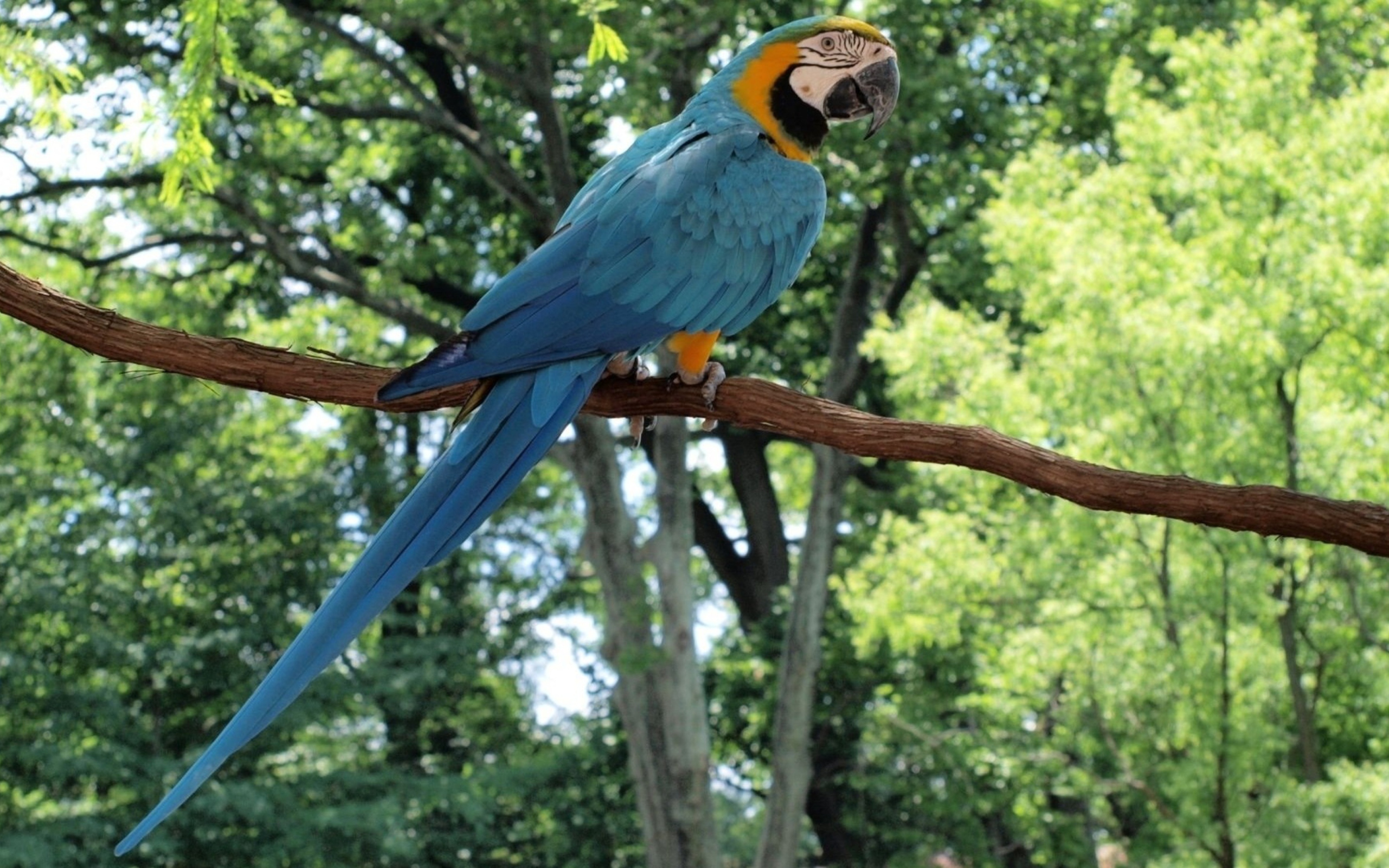 Sfondi Macaw 2560x1600
