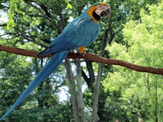 Fondo de pantalla Macaw 320x240