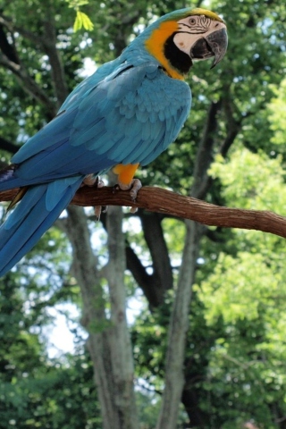 Sfondi Macaw 320x480