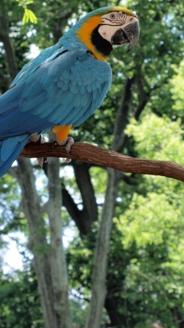 Fondo de pantalla Macaw 360x640