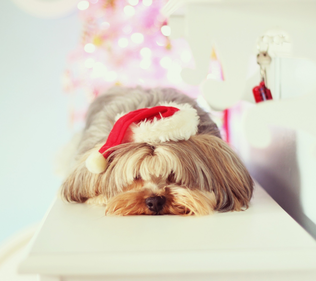 Christmas Puppy wallpaper 1080x960
