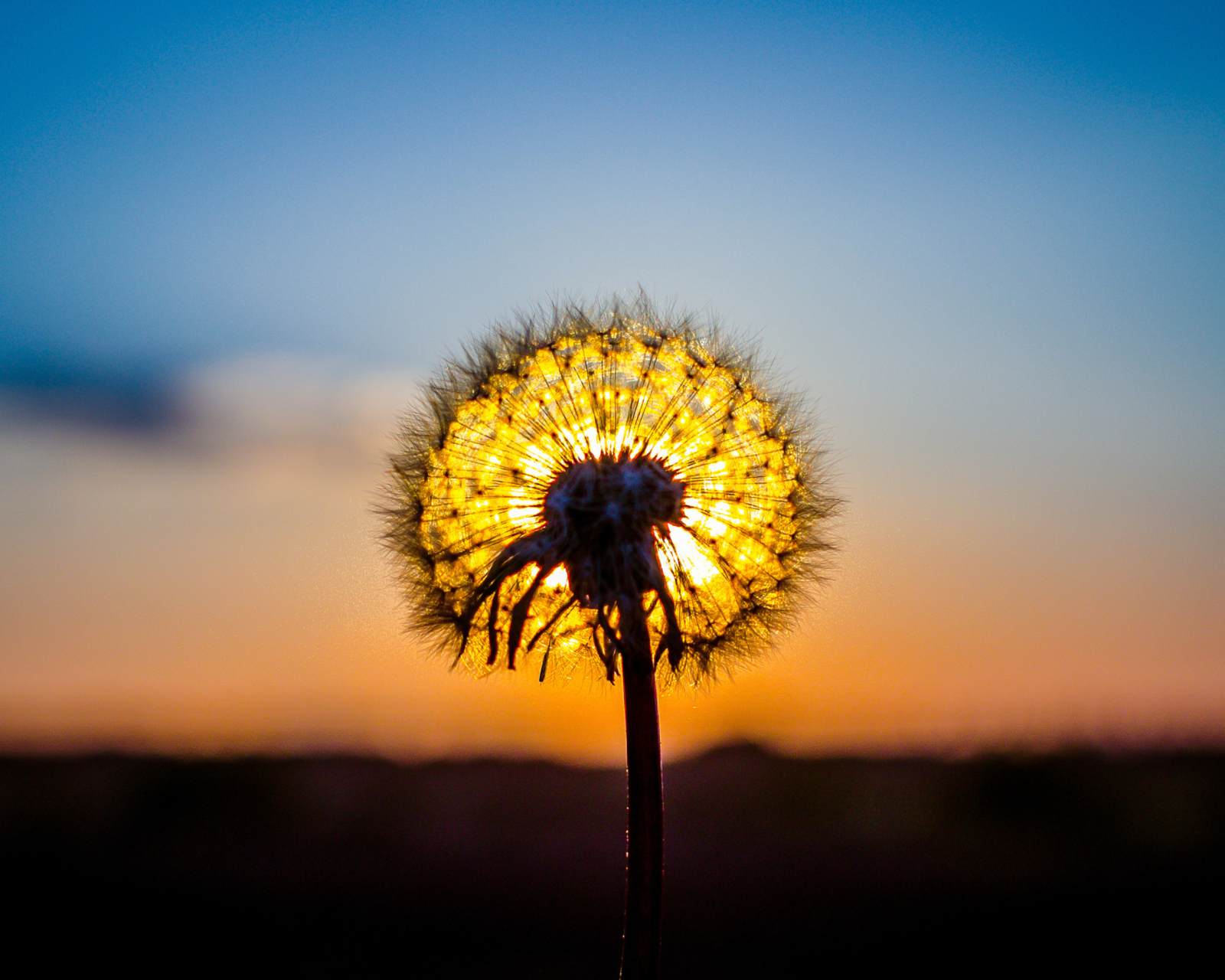 Sunny Dandelion wallpaper 1600x1280