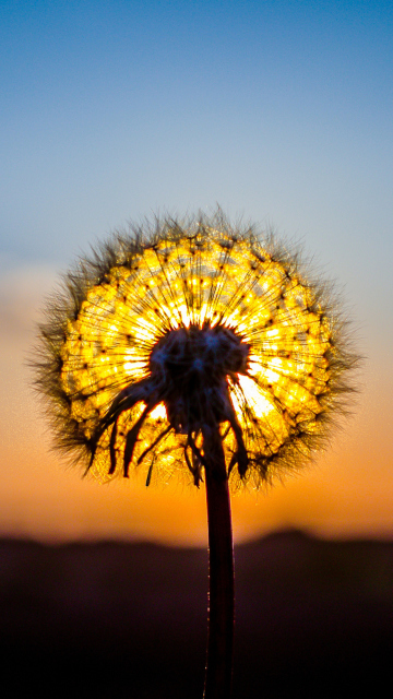 Fondo de pantalla Sunny Dandelion 360x640