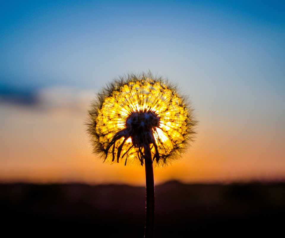 Обои Sunny Dandelion 960x800