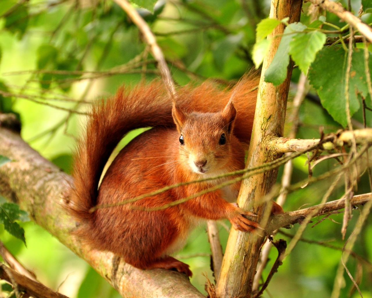 Fondo de pantalla Squirrel in Taiga 1280x1024