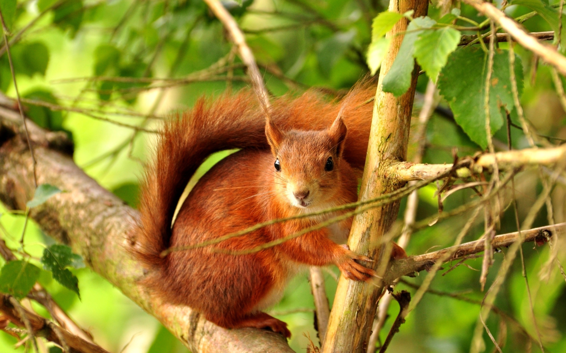 Squirrel in Taiga wallpaper 1920x1200