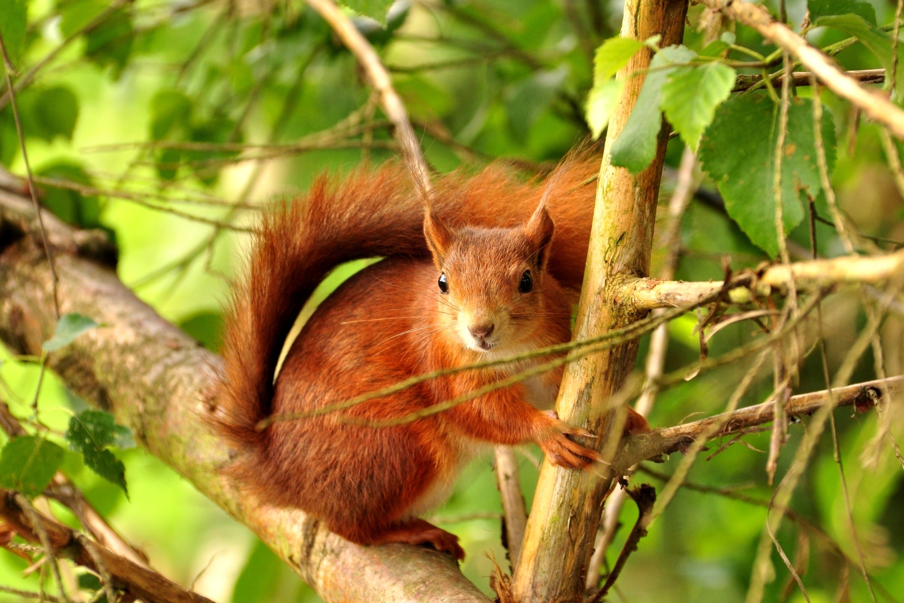 Squirrel in Taiga wallpaper 2880x1920