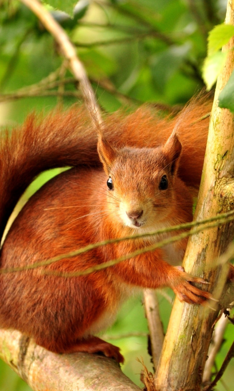 Sfondi Squirrel in Taiga 480x800