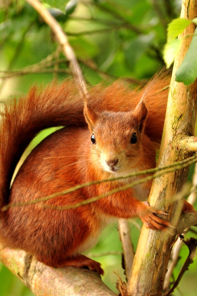 Squirrel in Taiga wallpaper 640x960