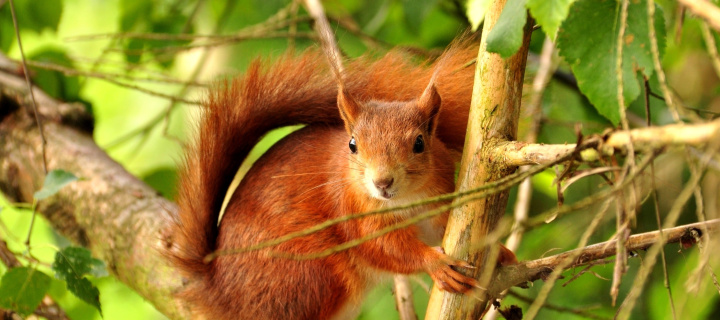 Sfondi Squirrel in Taiga 720x320