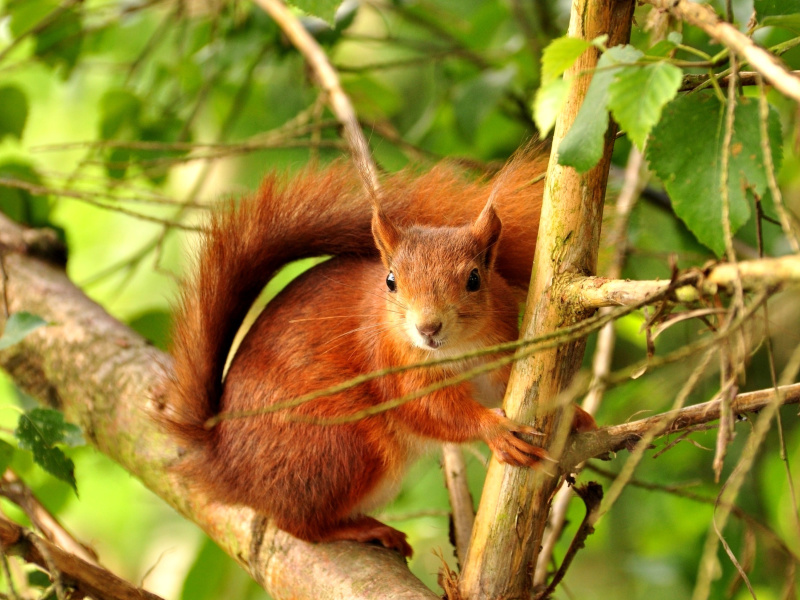 Squirrel in Taiga wallpaper 800x600