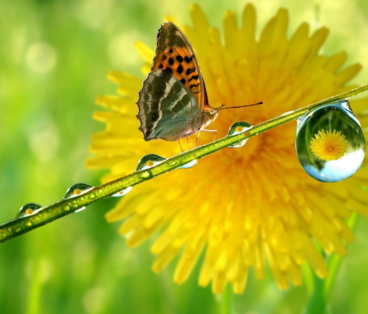 Butterfly Macro screenshot #1 1200x1024