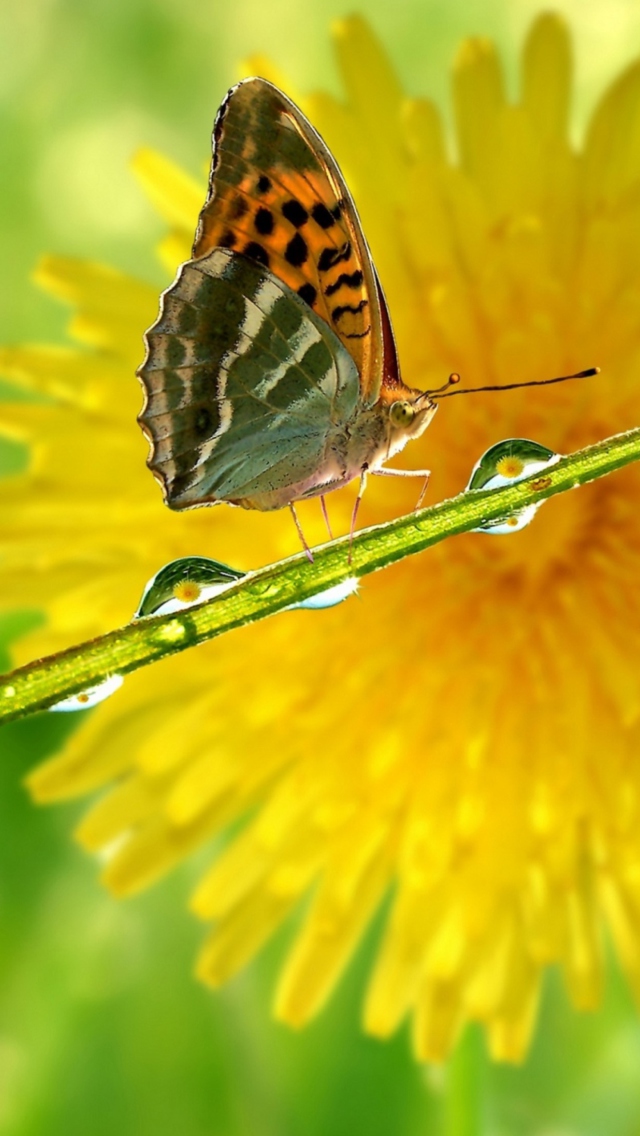 Butterfly Macro wallpaper 640x1136