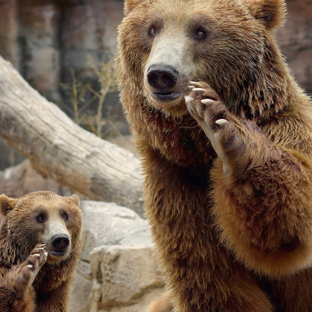 Das Brown Bears Wallpaper 1024x1024