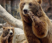 Brown Bears screenshot #1 176x144