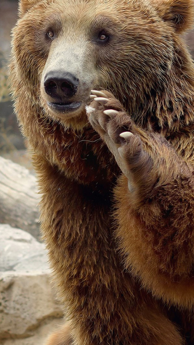 Das Brown Bears Wallpaper 640x1136