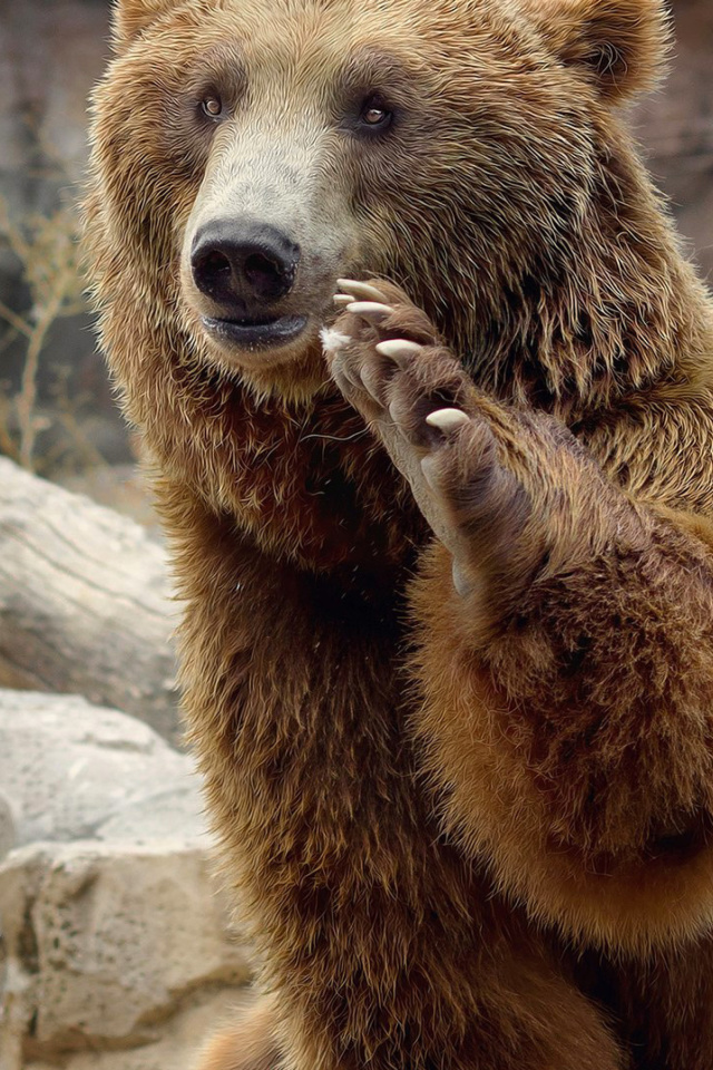 Brown Bears screenshot #1 640x960