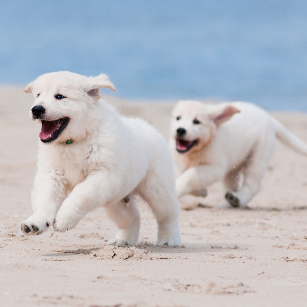 Puppies on Beach wallpaper 1024x1024