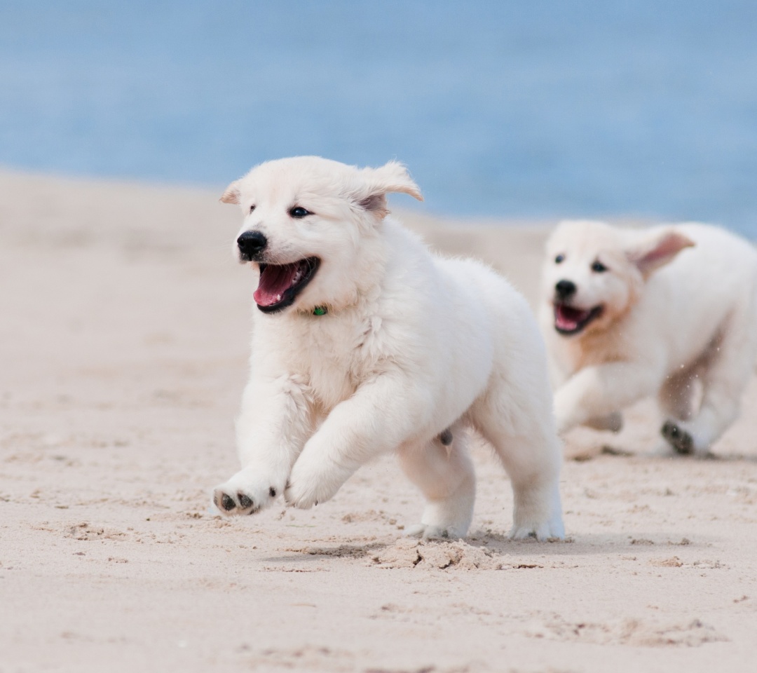 Fondo de pantalla Puppies on Beach 1080x960