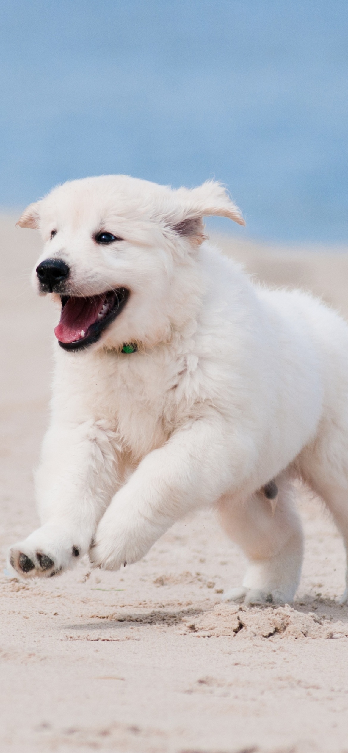 Fondo de pantalla Puppies on Beach 1170x2532