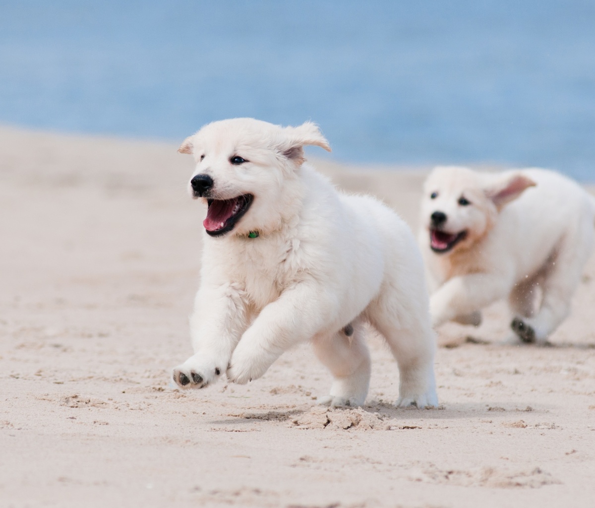 Das Puppies on Beach Wallpaper 1200x1024