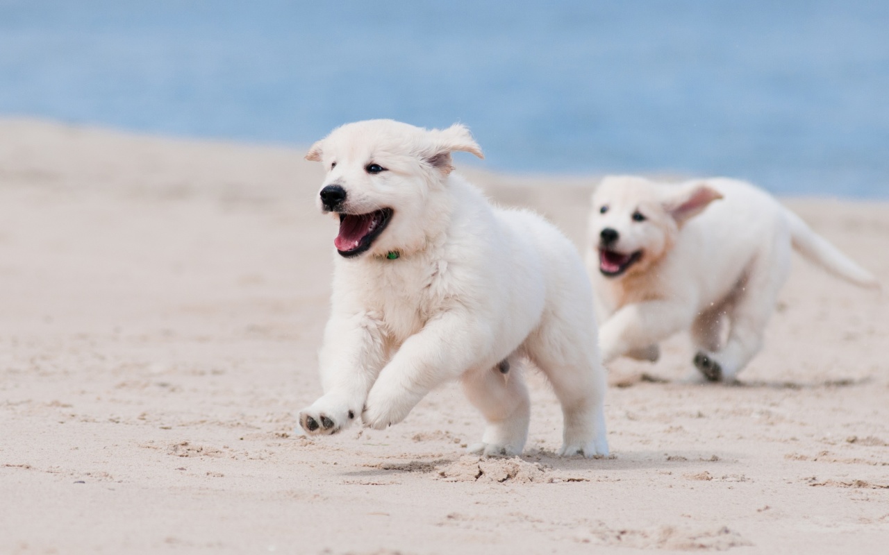 Fondo de pantalla Puppies on Beach 1280x800