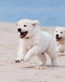 Sfondi Puppies on Beach 128x160
