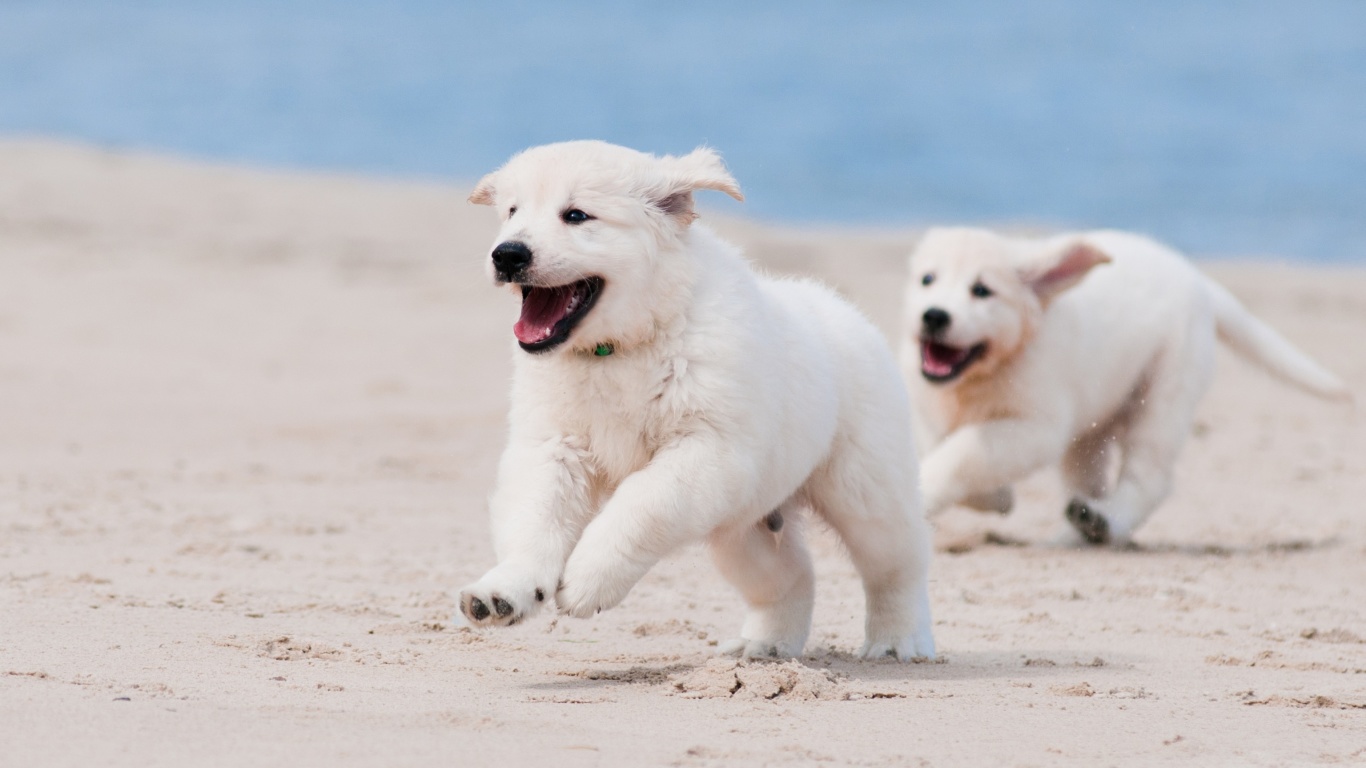 Fondo de pantalla Puppies on Beach 1366x768