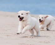 Fondo de pantalla Puppies on Beach 176x144